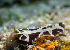 Pseudoceros zebra