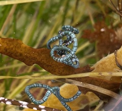 Chaetomorpha spiralis