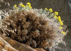 Resetnikia triquetra