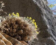 Resetnikia triquetra