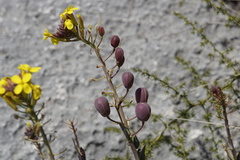 Alyssoides utriculata