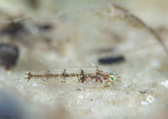 Novaculichthys taeniourus