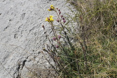 Alyssoides utriculata