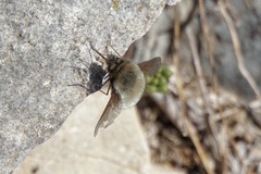 Bombylius trichurus