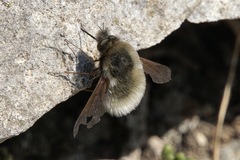 Bombylius trichurus