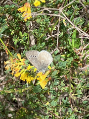 Glaucopsyche lygdamus australis