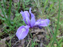 Iris macrosiphon