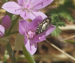 Acmaeodera retifera