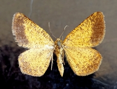 Isturgia roraria