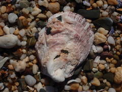 Spondylus nicobaricus