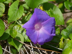 Ipomoea indica image