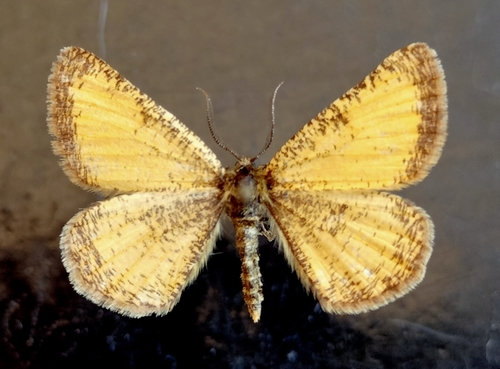 Isturgia roraria
