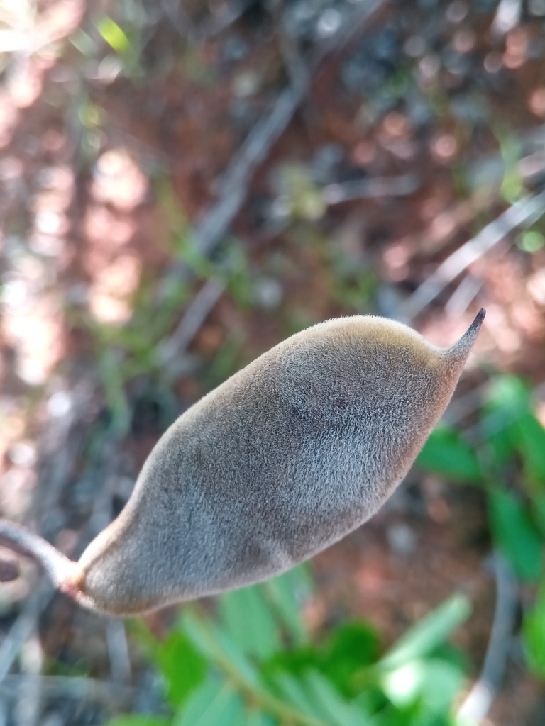 Millettia nathaliae