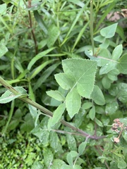Sonchus oleraceus