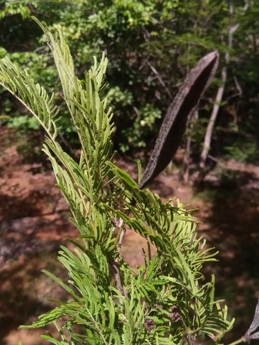 Alantsilodendron villosum image