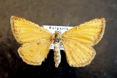 Isturgia roraria