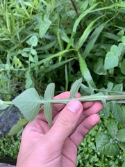 Sonchus oleraceus