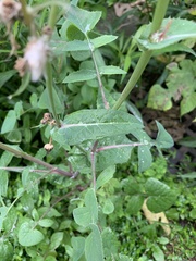 Sonchus oleraceus