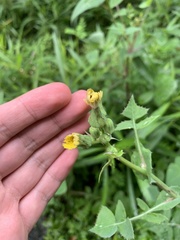Sonchus oleraceus