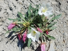 Oenothera cespitosa