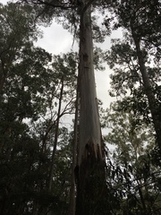 Eucalyptus regnans