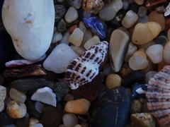 Maculotriton serriale