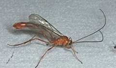 Dicamptus fuscicornis
