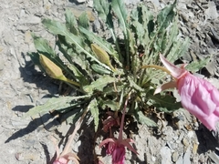 Oenothera cespitosa