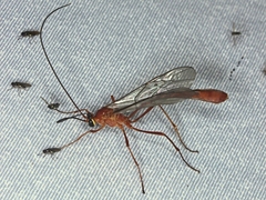 Dicamptus fuscicornis
