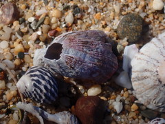 Megabalanus coccopoma