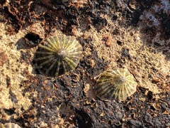 Siphonaria normalis