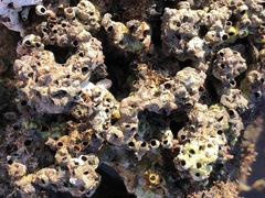 Dendropoma gregarium