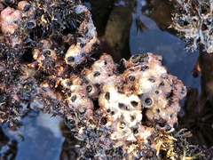 Dendropoma gregarium