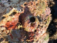 Thylacodes variabilis