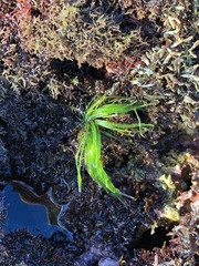 Chaetomorpha antennina