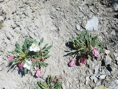 Oenothera cespitosa