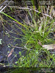 Schoenus maschalinus