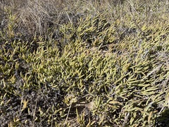 Ruschia langebaanensis