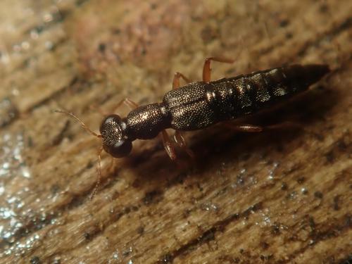 Stenus ludyi