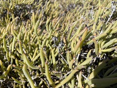Ruschia langebaanensis