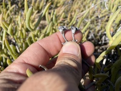 Ruschia langebaanensis