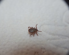 Dermacentor reticulatus