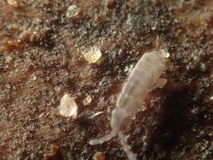 Vertagopus pseudocinereus