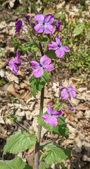 Lunaria annua