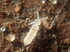 Parisotoma notabilis