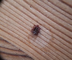 Dermacentor reticulatus