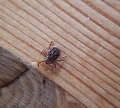 Dermacentor reticulatus