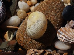 Nerita insculpta