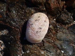Nerita insculpta