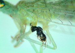 Eulophidae